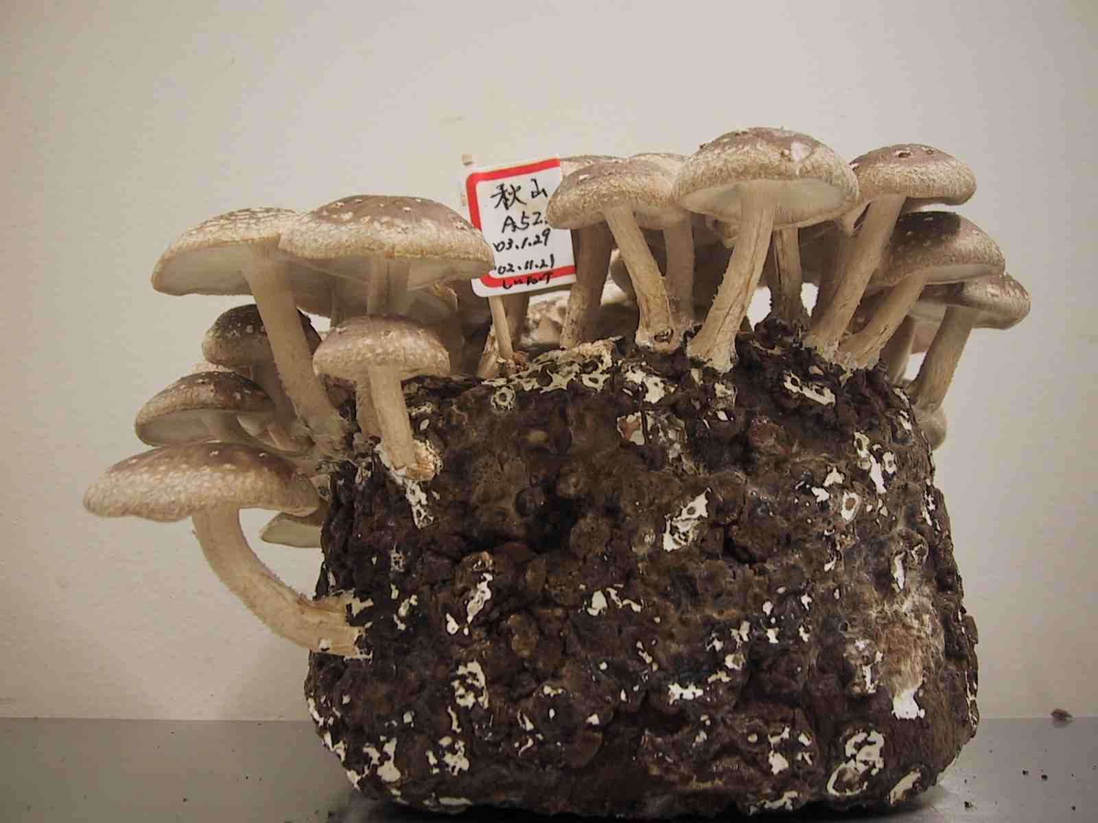 きのこです 楽天市場】【漁師網バッグおまけ付き】キノコ チップス 120g